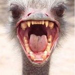 ostritch